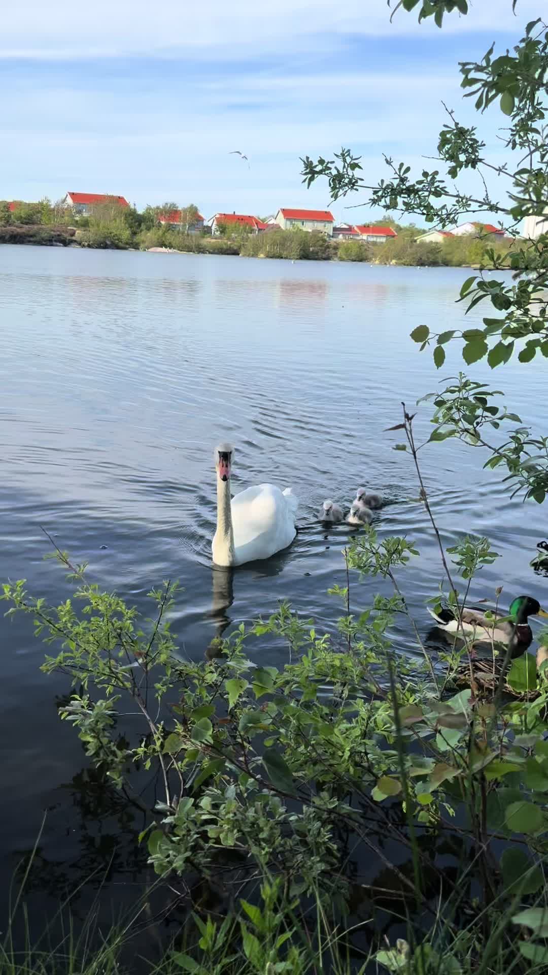 @CarinaWestcoastSweden🇸🇪
