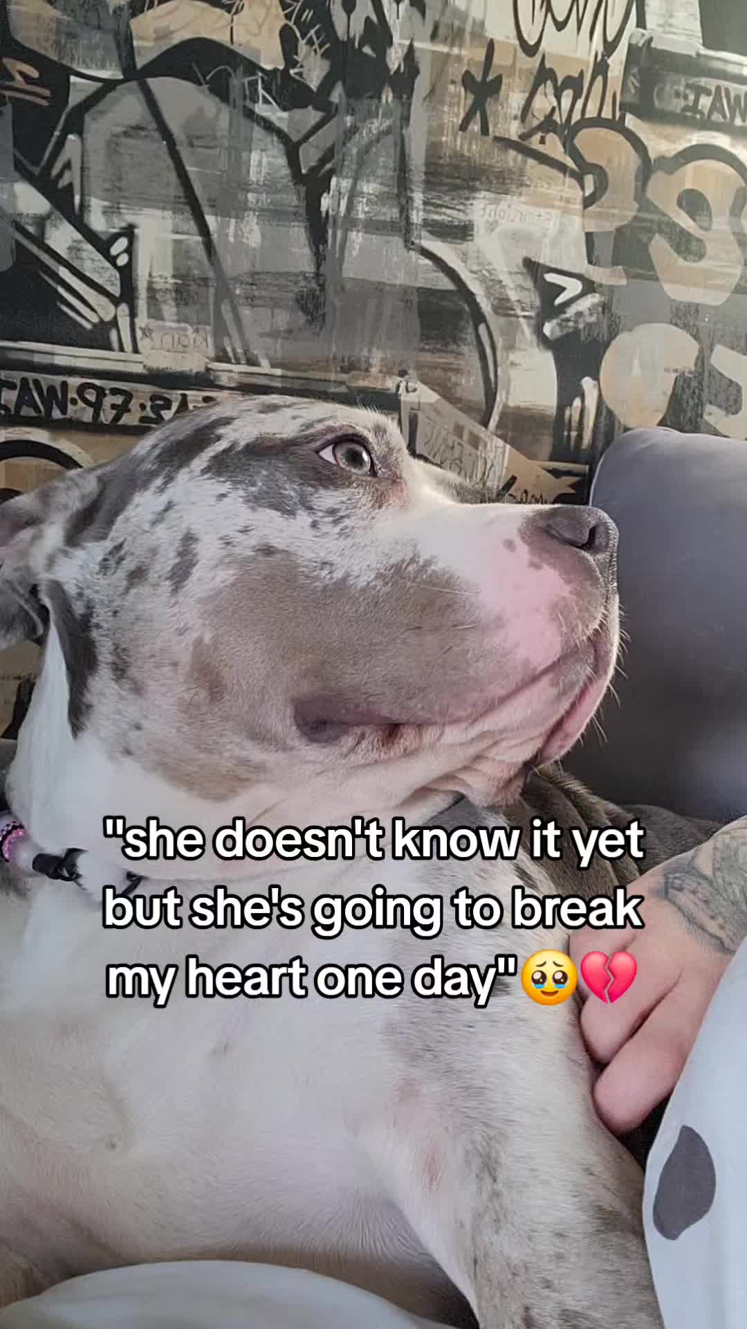 @kirsty+starlight the xl bully