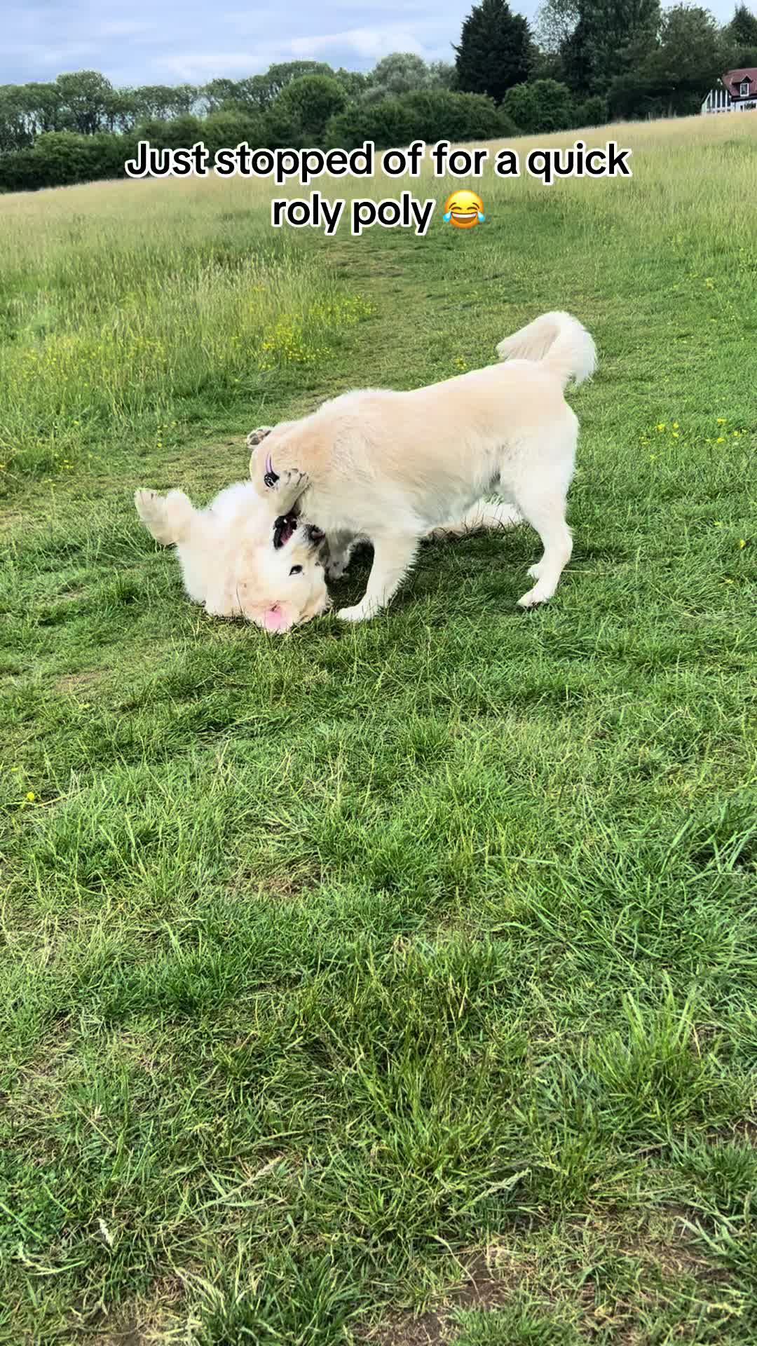 @SunnieBoo_RubieDoo 🐾❤️🐾