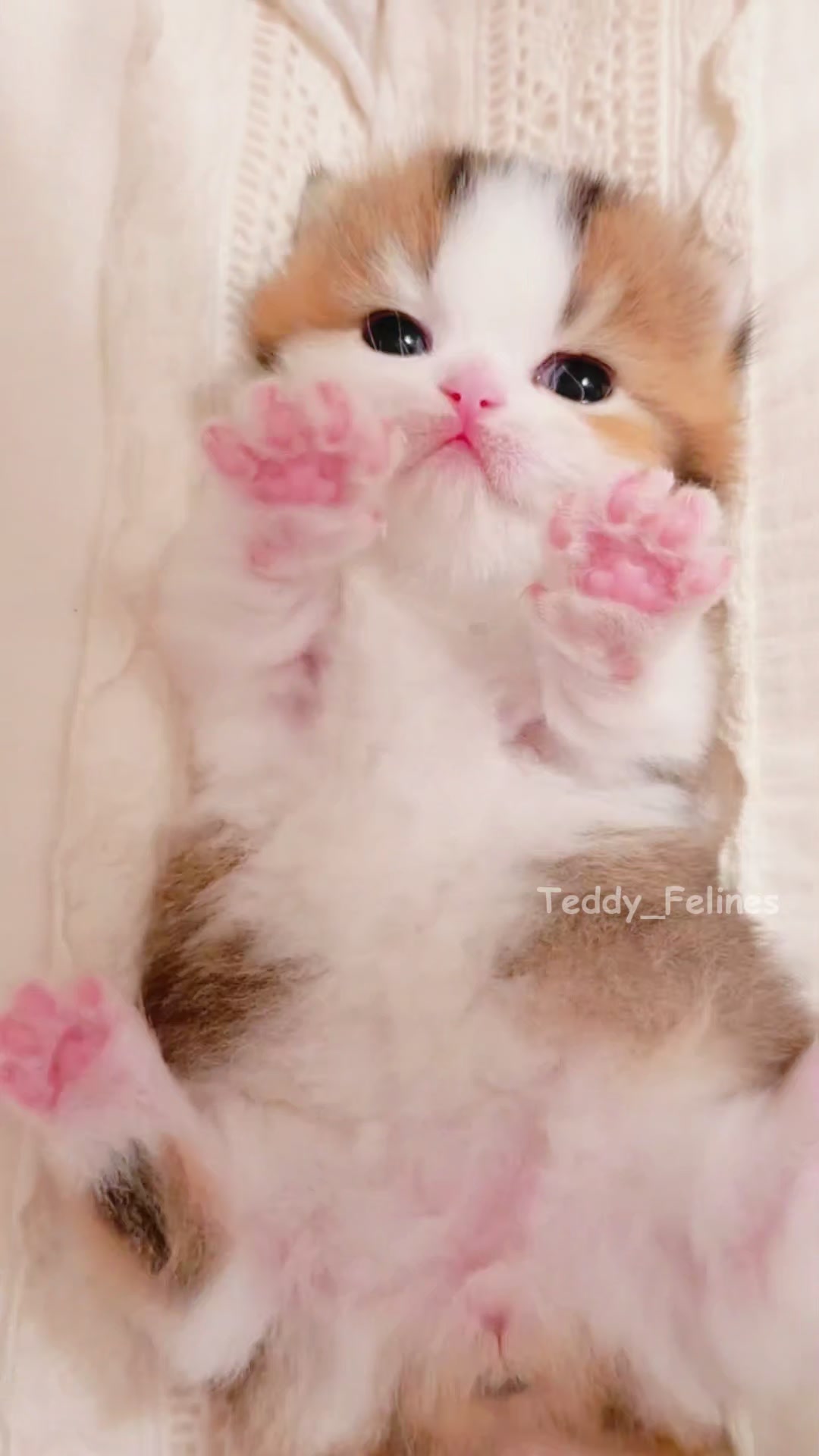 @Teddy_Felines 🧸🐾