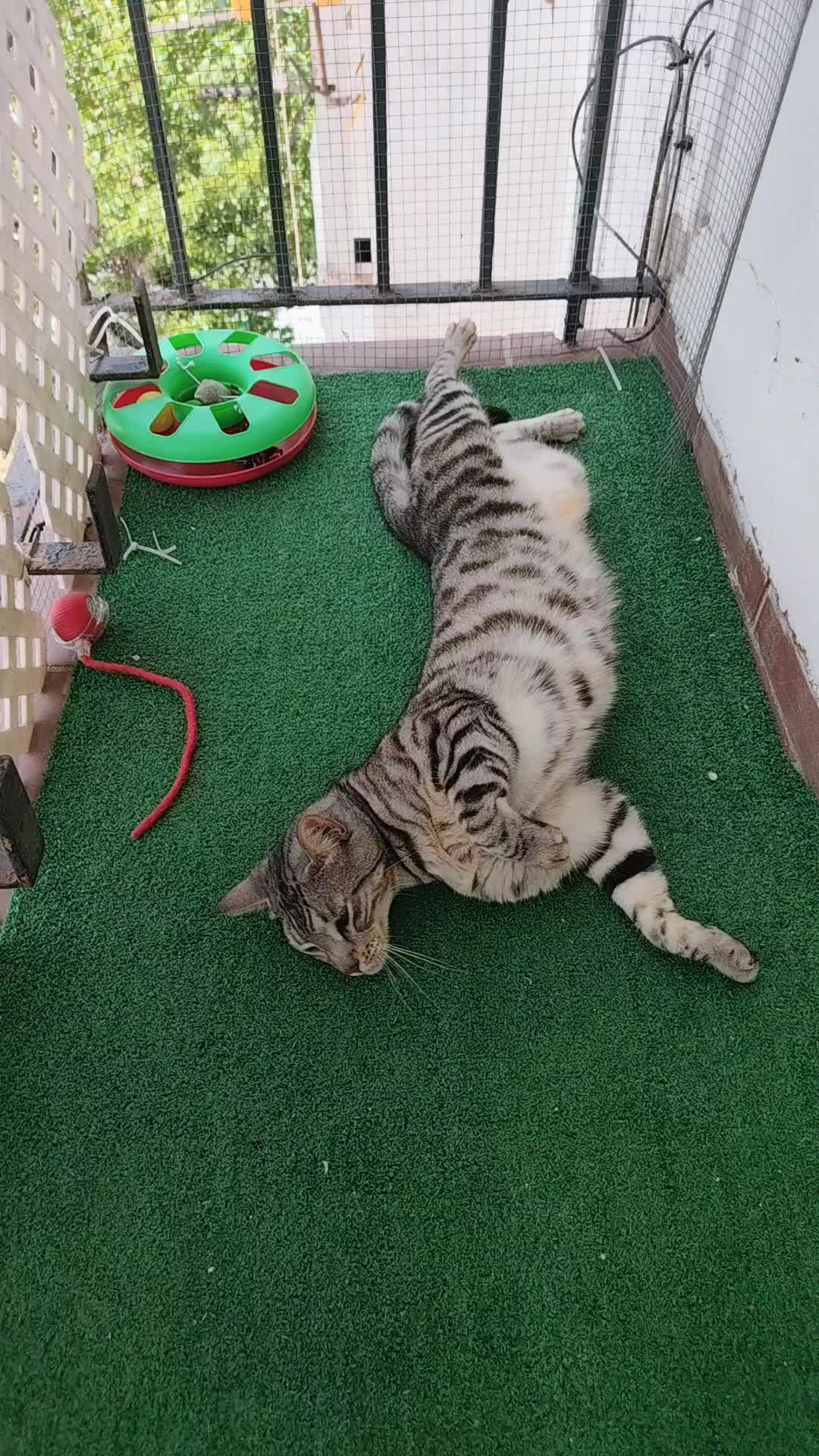 @Sra.Gato