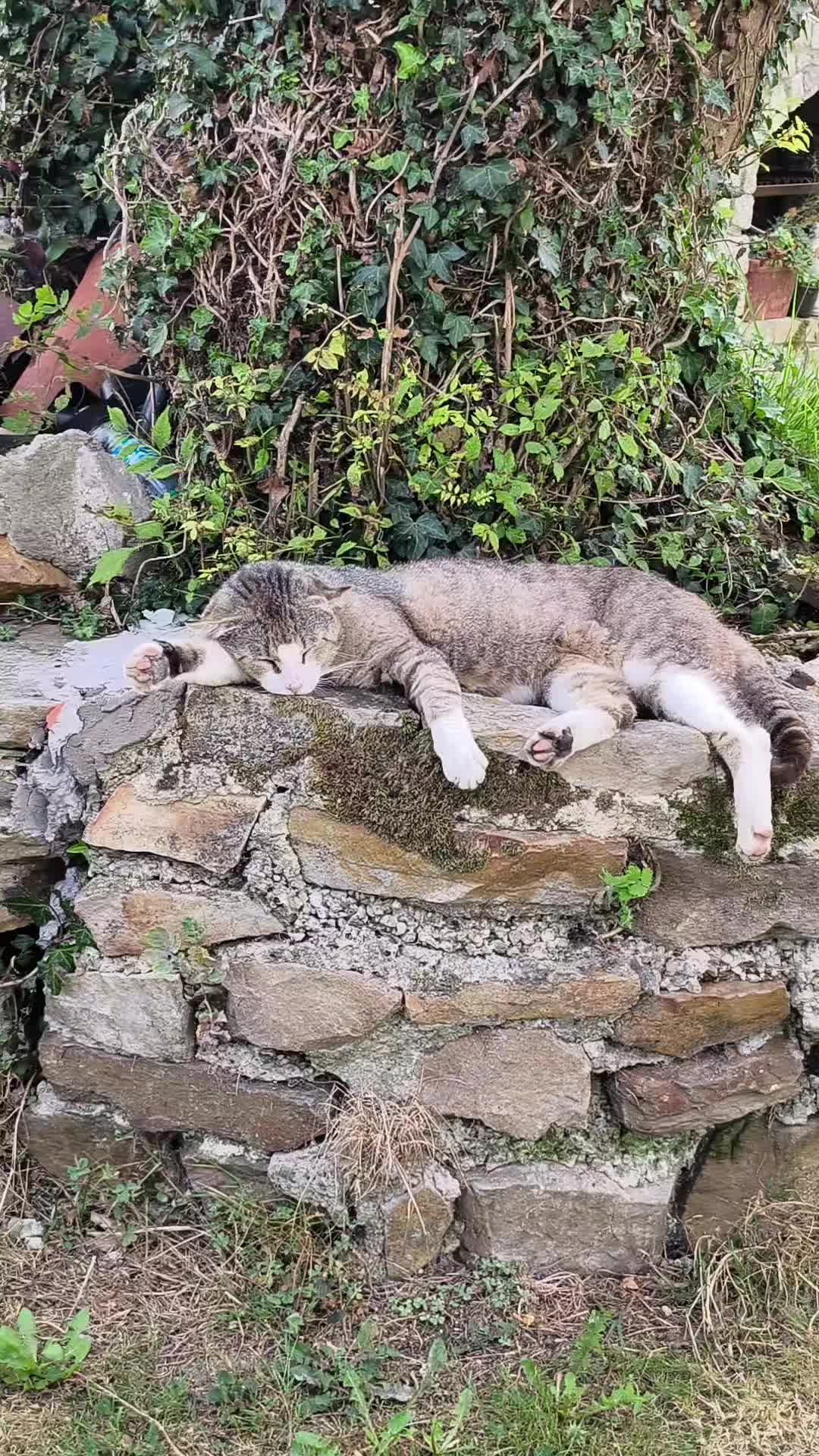 @La loca de los gatos