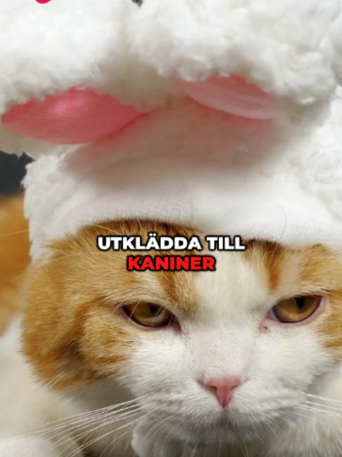 @Riks.se