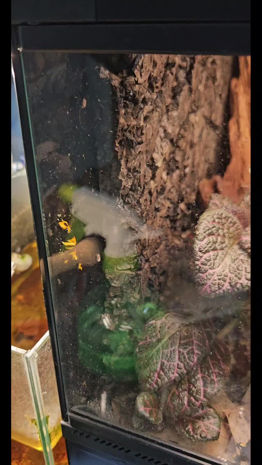 @GBee Shrimp & Aquatics