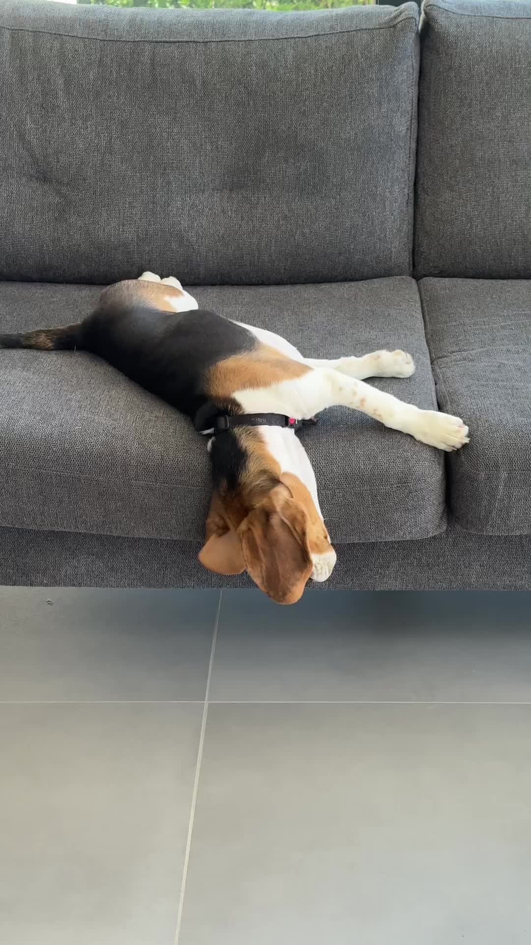 @Asko le Beagle💙