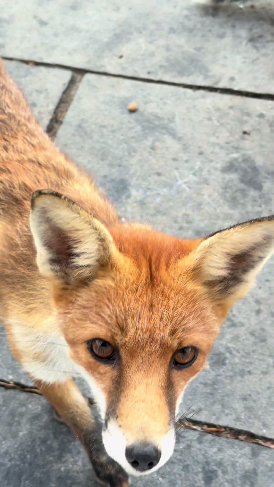 @gp_foxes