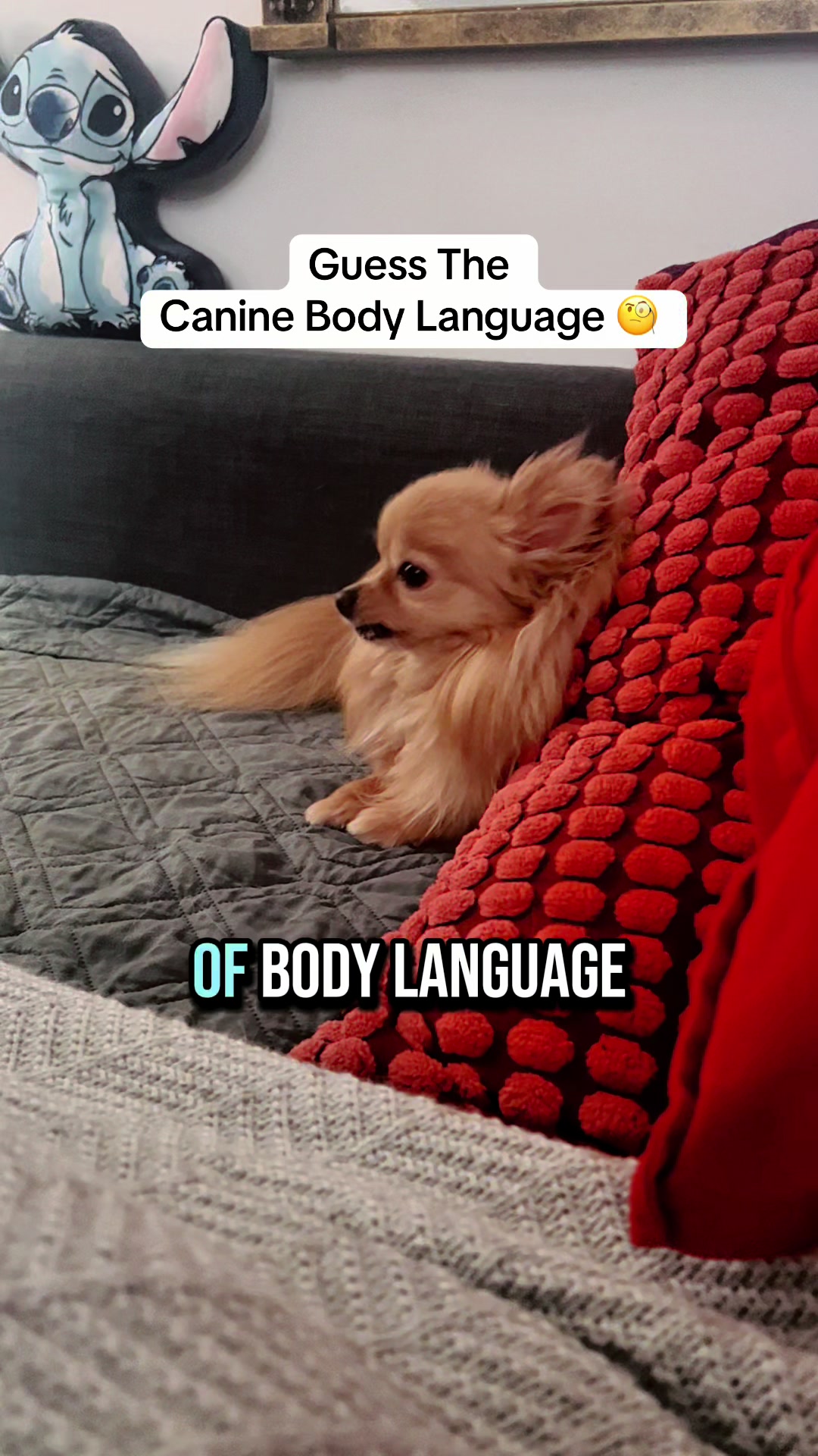 @homebuiltdog
