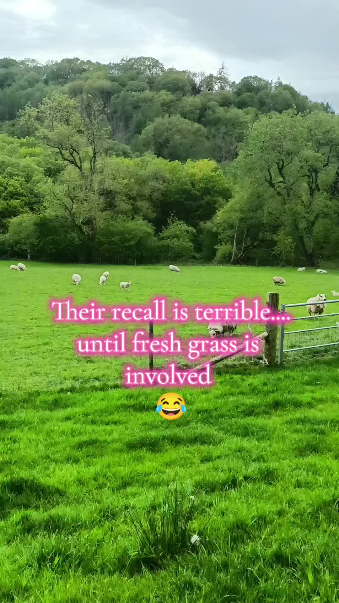 @fieldsforevere42