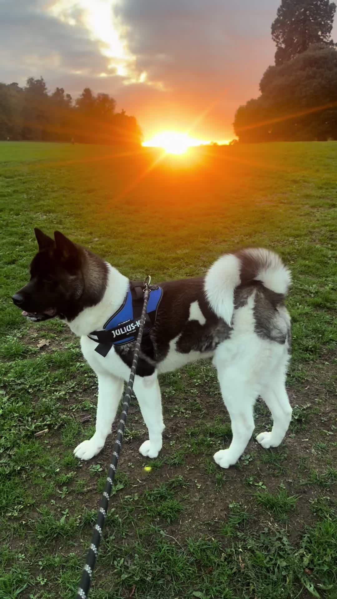 @EnzoTheAkita