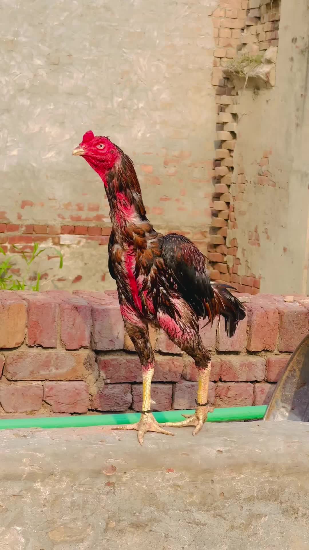@🇹🇷الیاس بھٹی🇵🇰