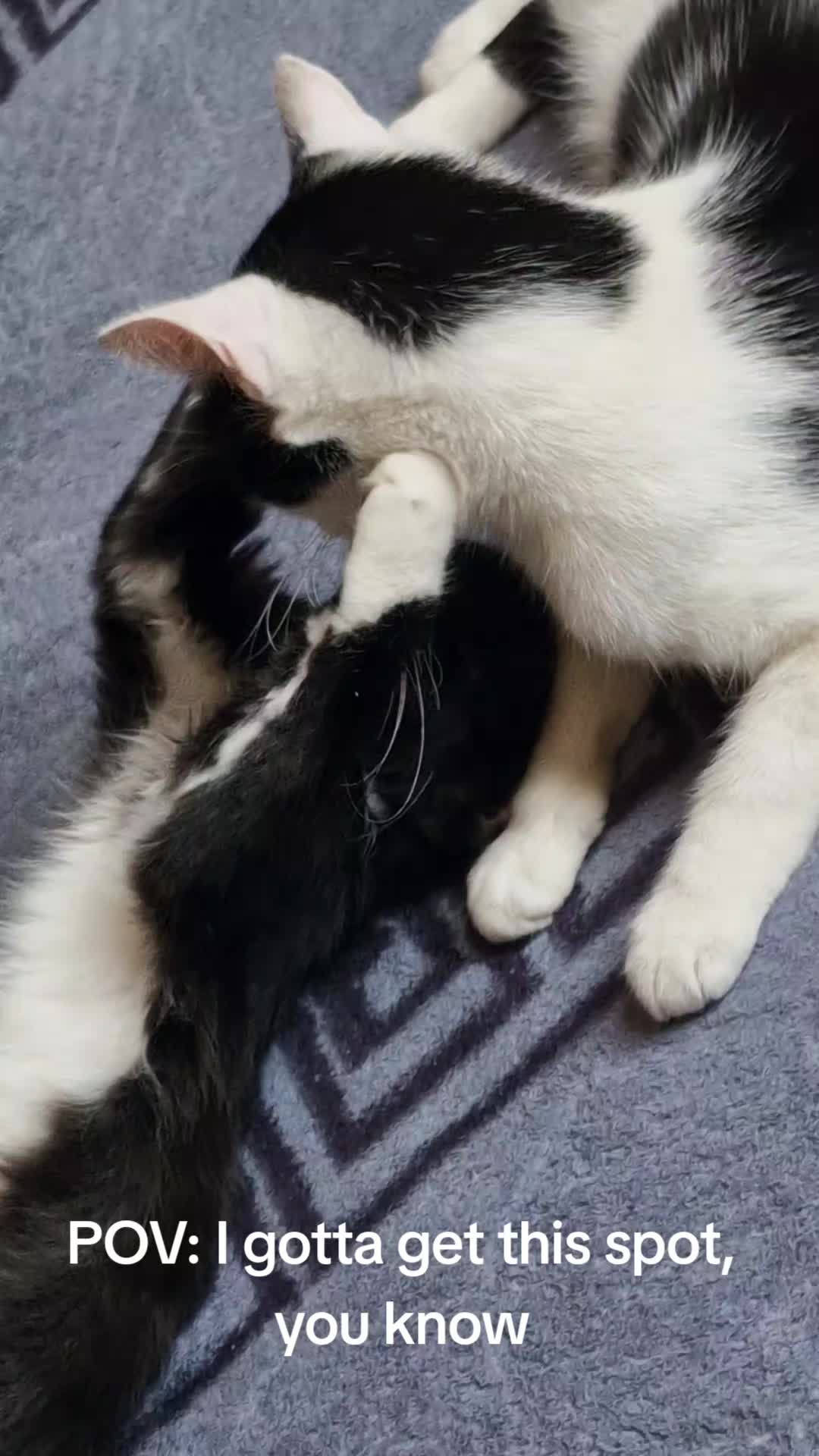 @sk cat mummy