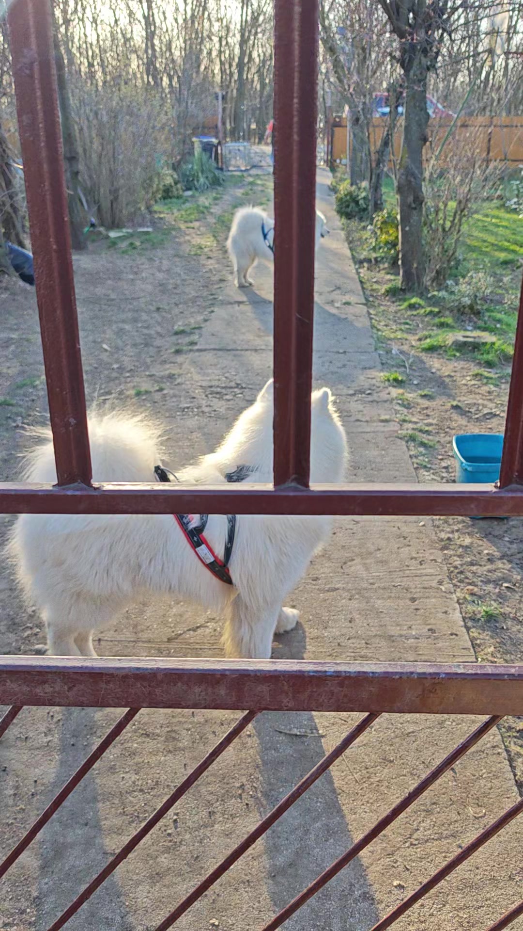 @Lovely Snow Diamonds Samoyed