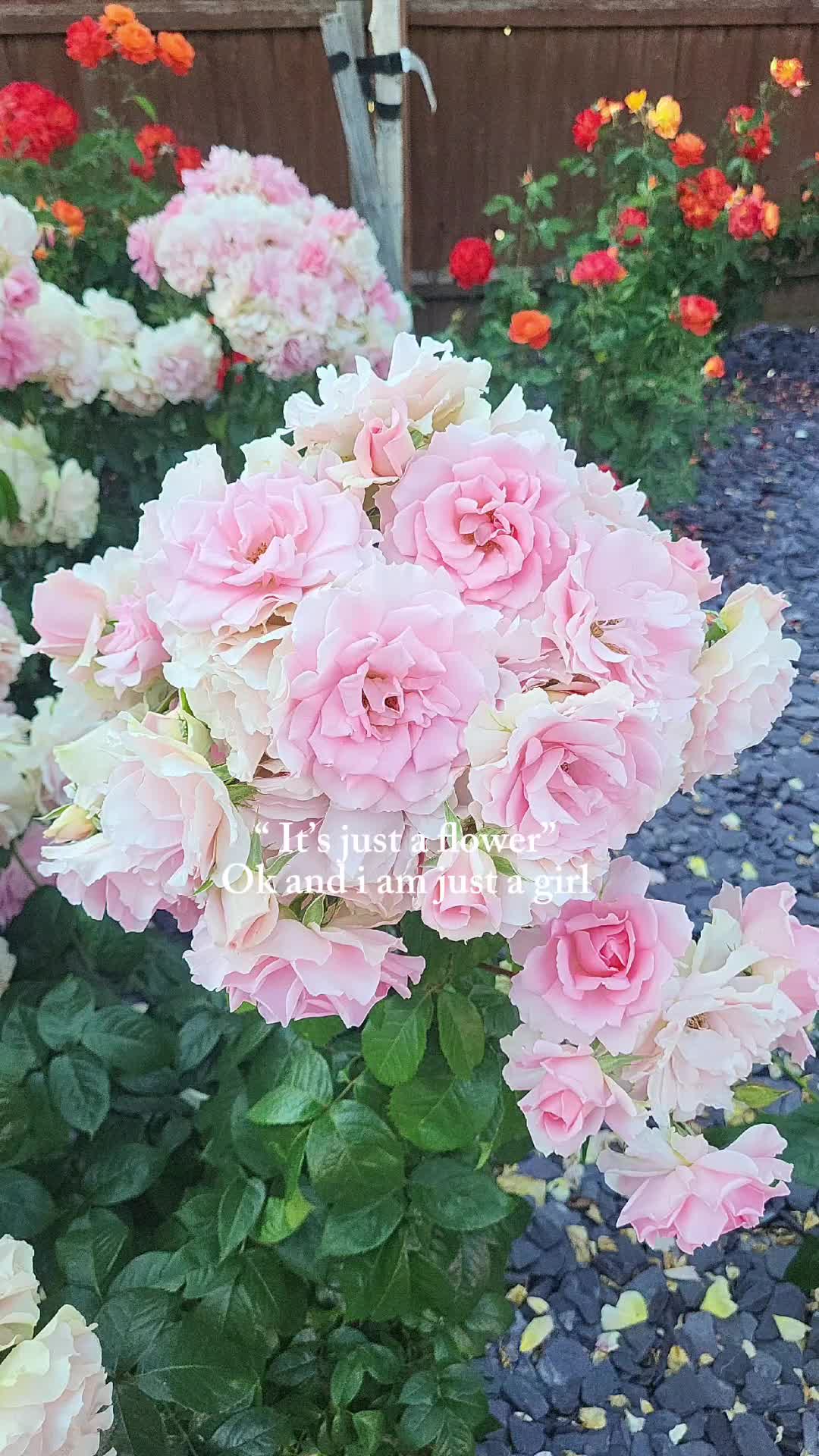 @Moushtok