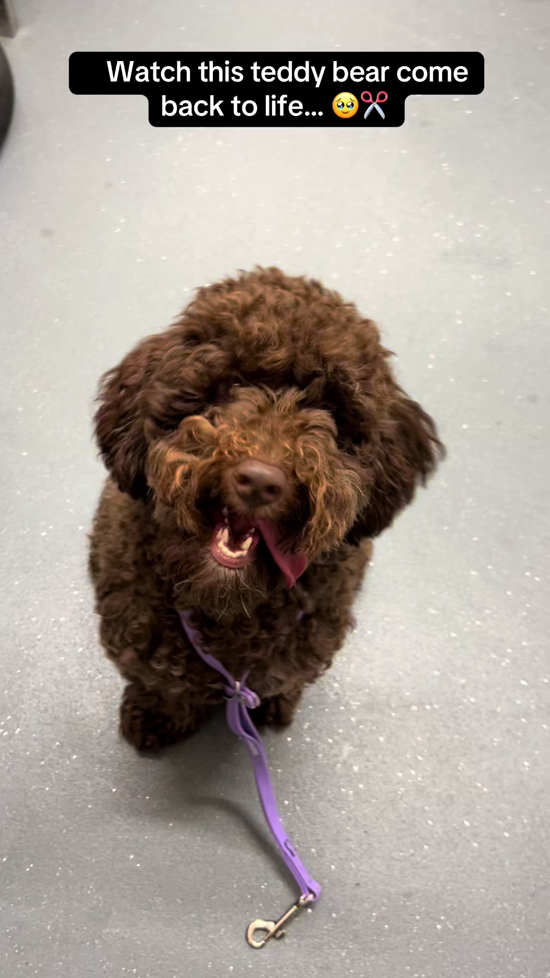@Poochiepoosdoggrooming