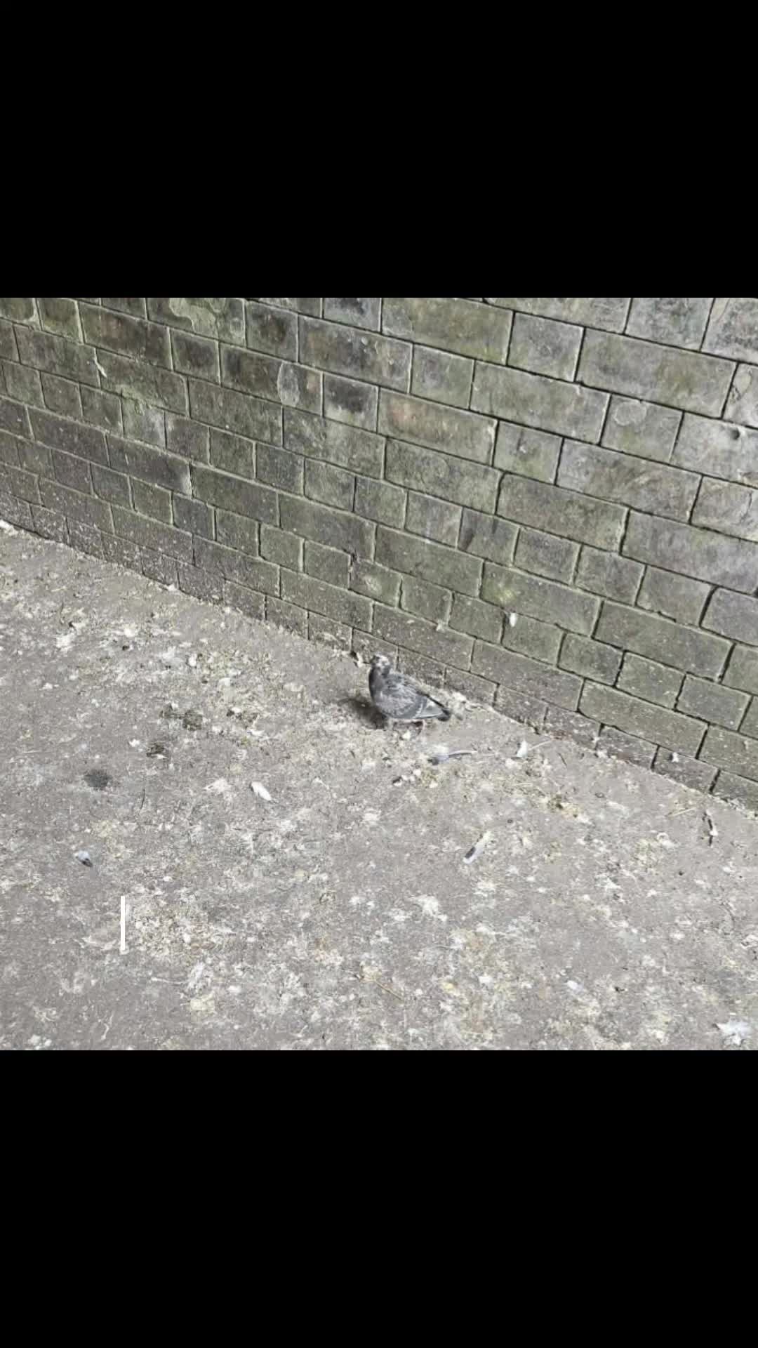 @S.Char.The.Pigeon.Lady🌙🖤Xx