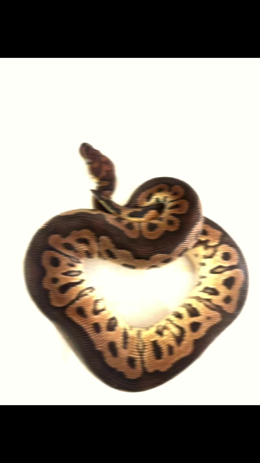 @Tu.snakes