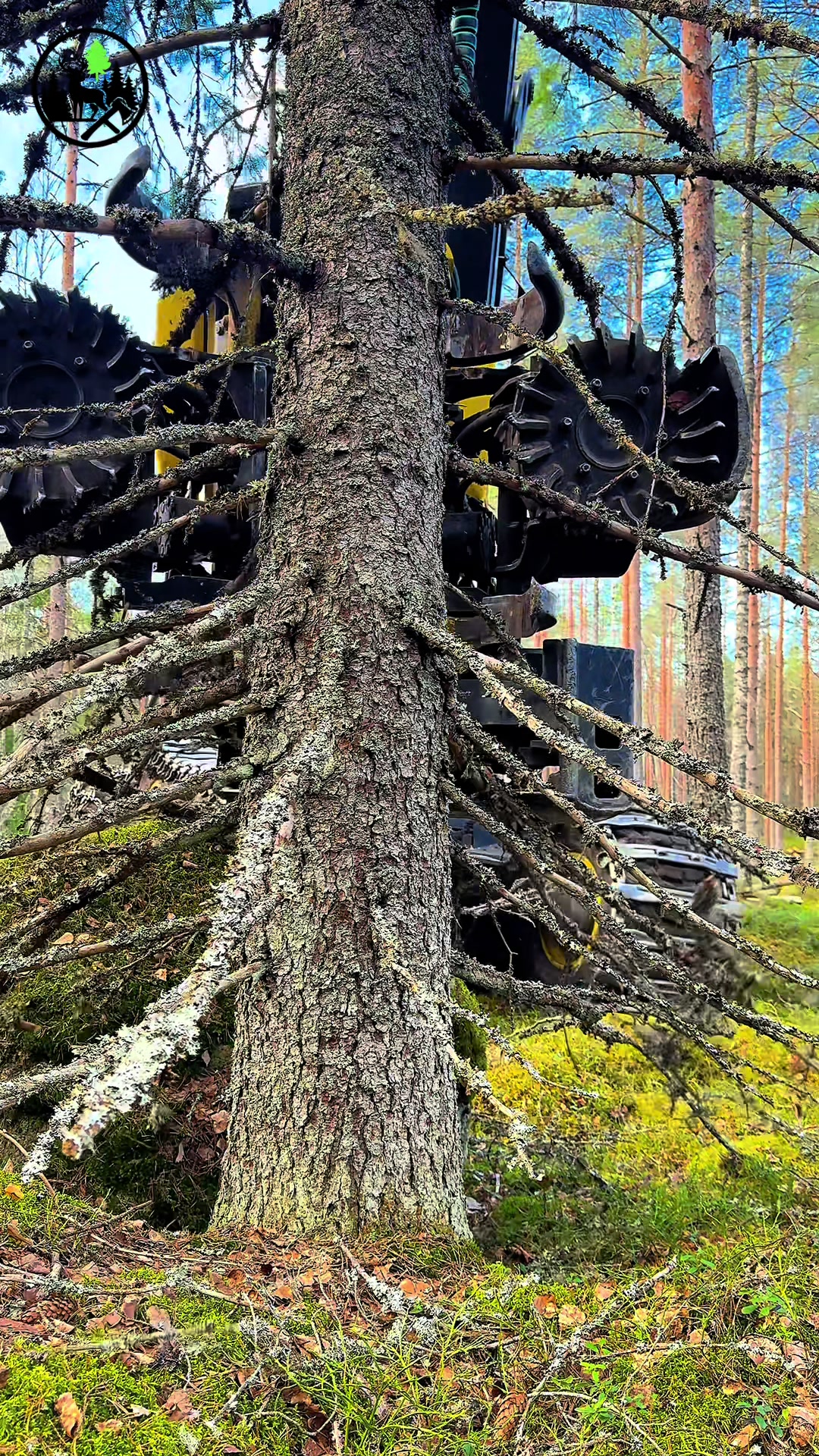 @Metsätalous