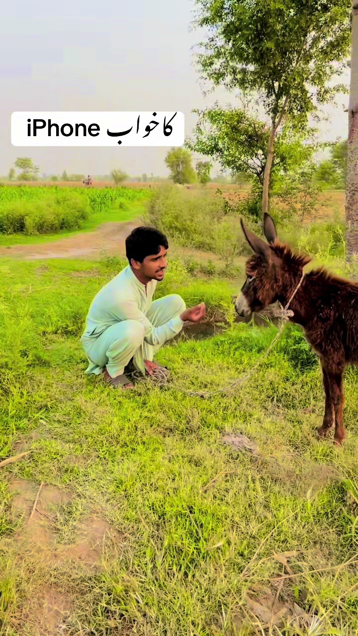 @پینڈو بوائز 378