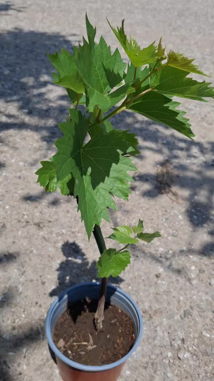 @Минчо Танков