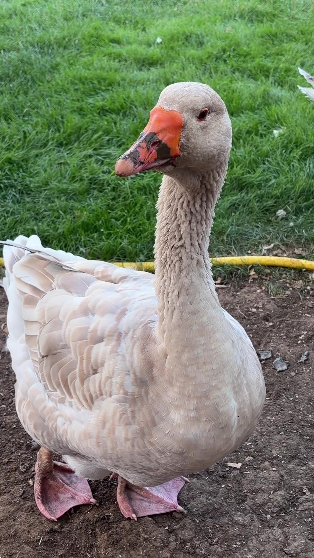 @Willsbirdsanddogs