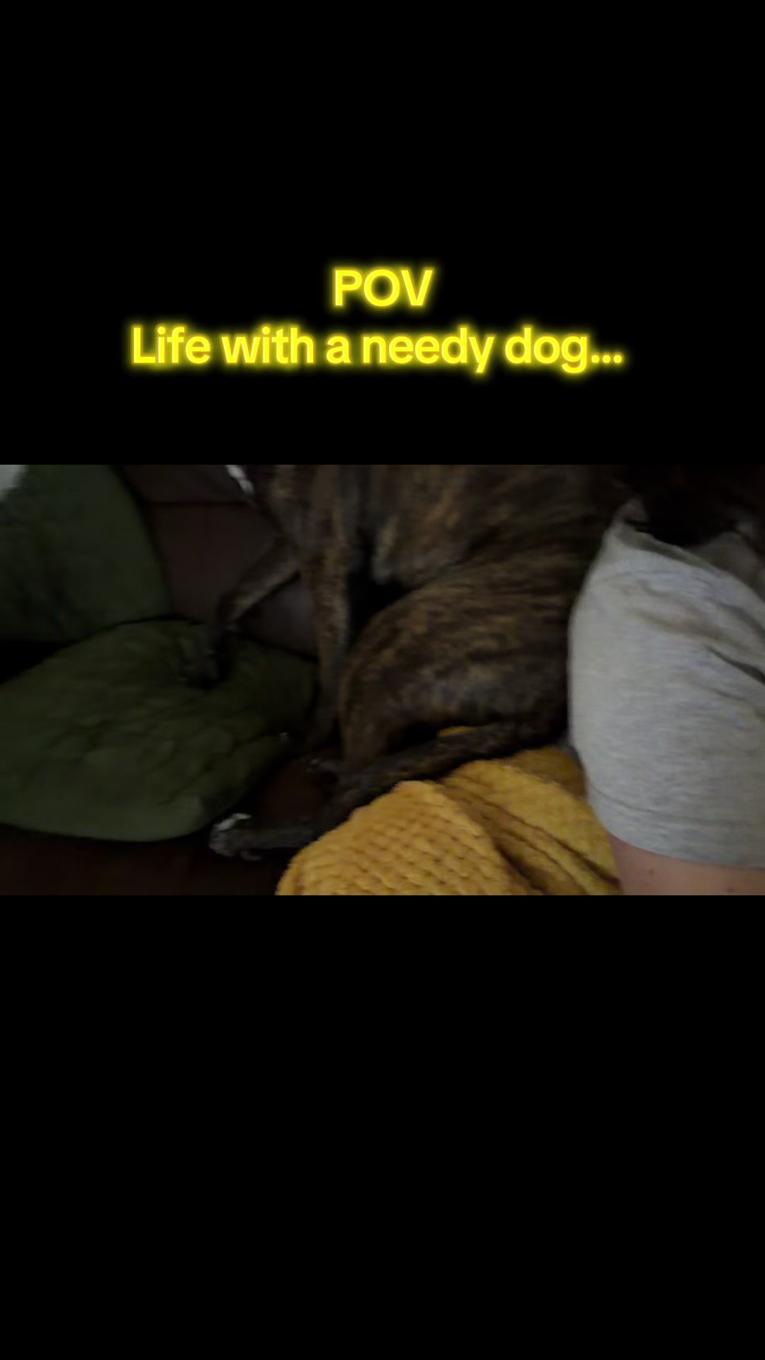 @TheCatandDogTeam