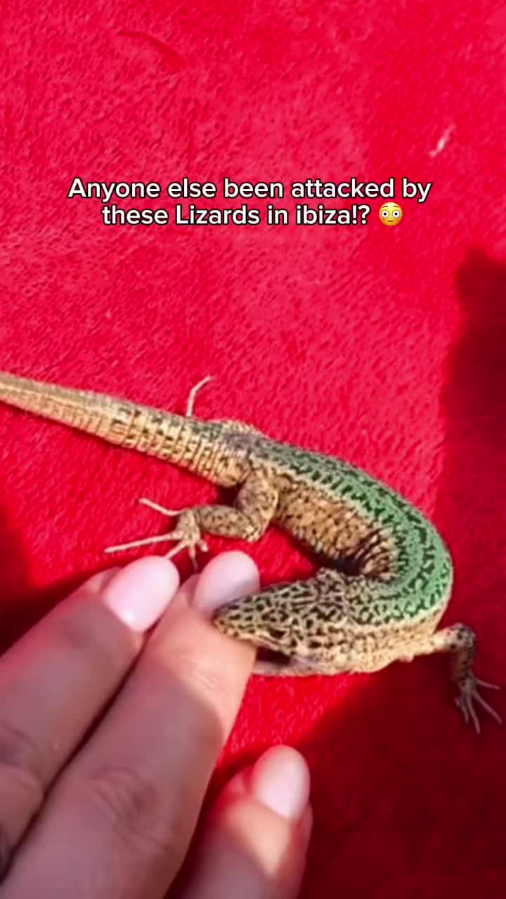 @ibizahq