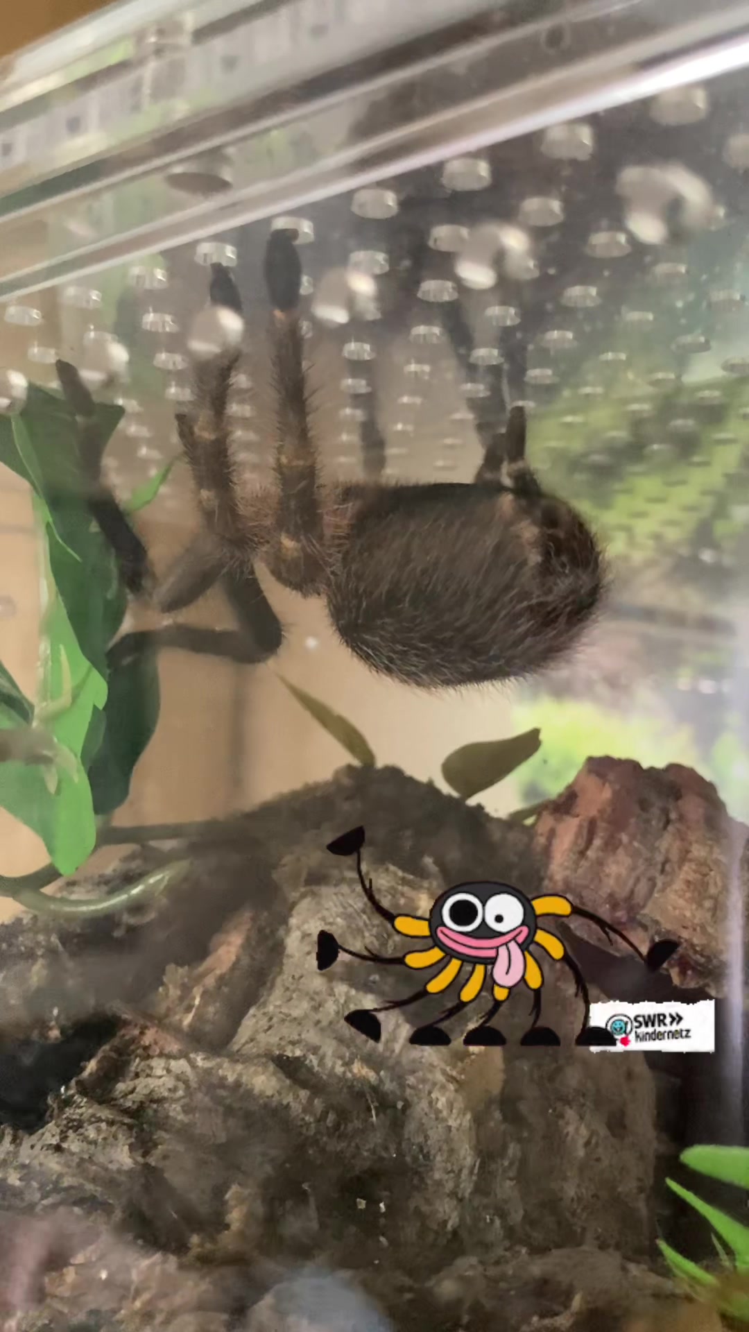 @🕷️𝓛𝓪𝓭𝔂𝓢𝓬𝓪𝓻𝓮🕷️