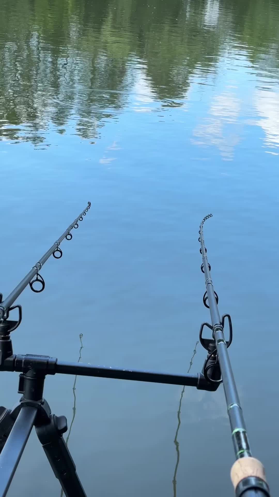 @BlizzCarp