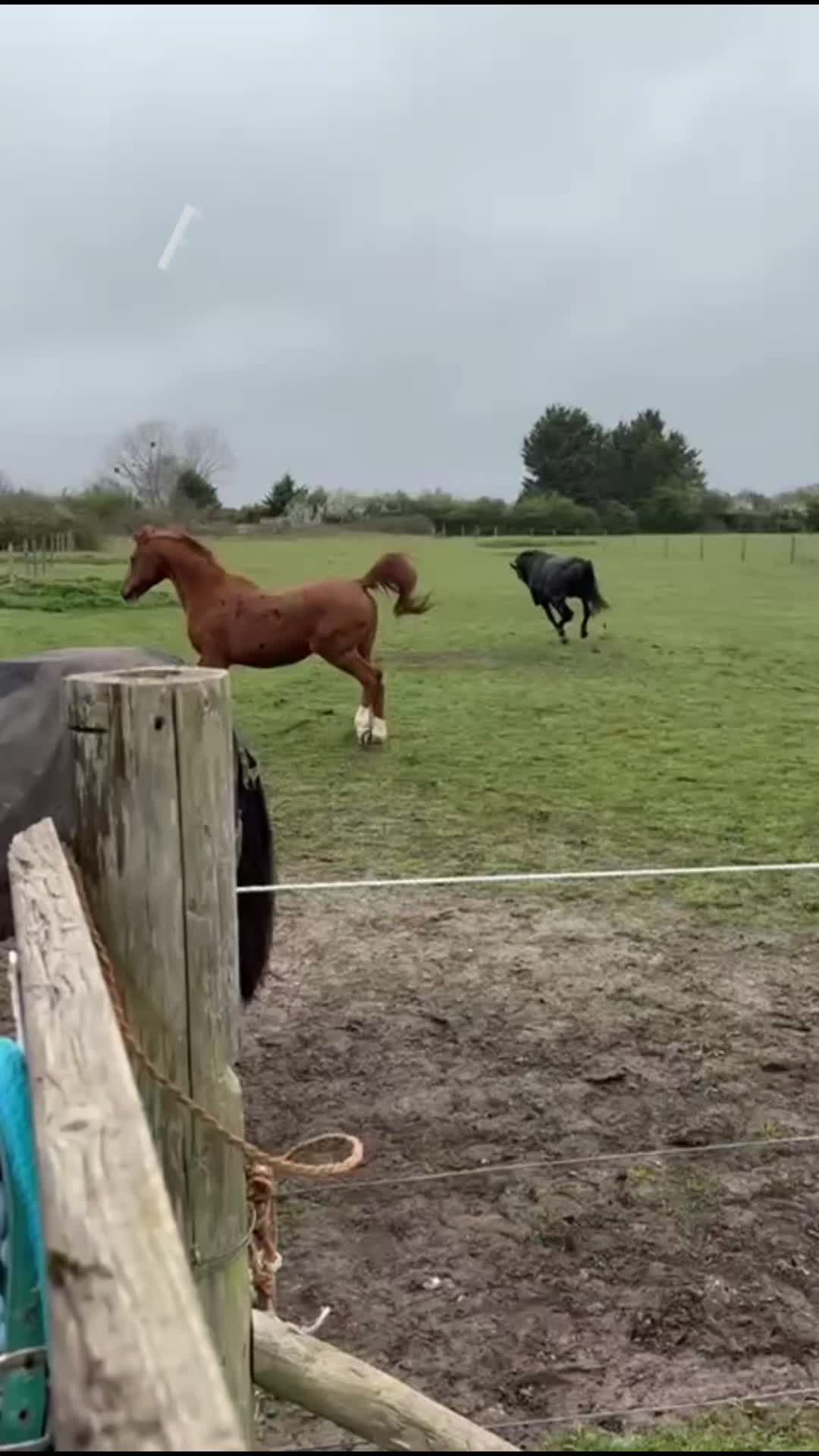 @tolenevdm