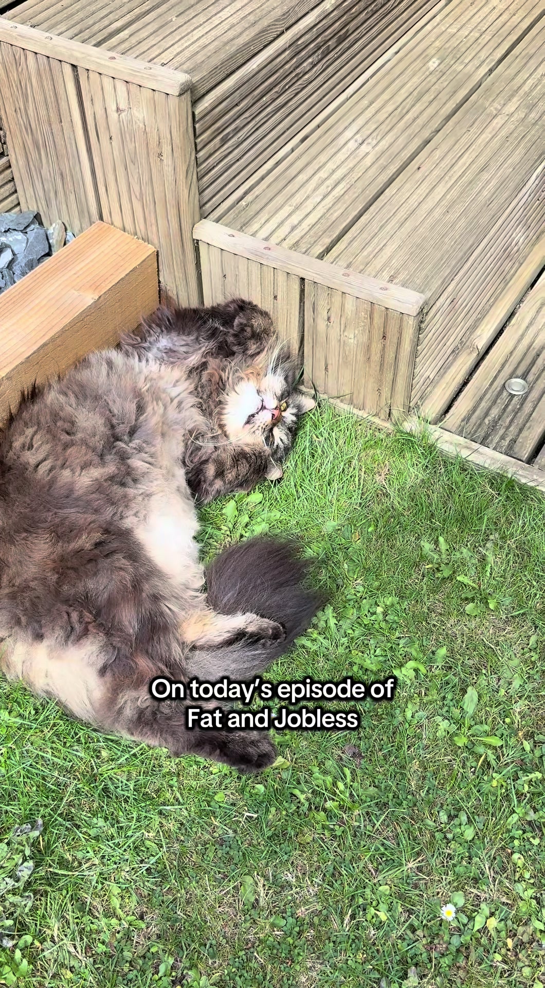@Gus & Sully Maine Coon Boys