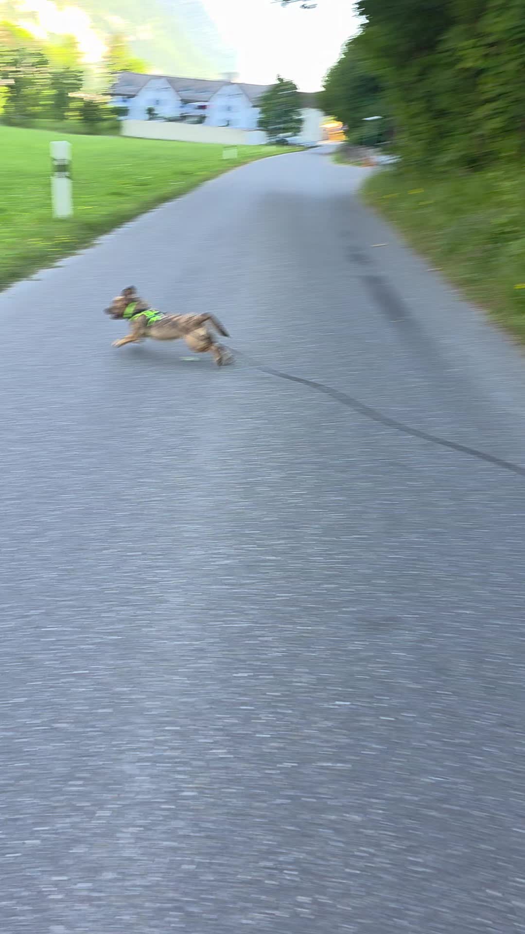 @🇨🇭🇨🇭Gr&uuml;nerKobold🇨🇭🇨🇭