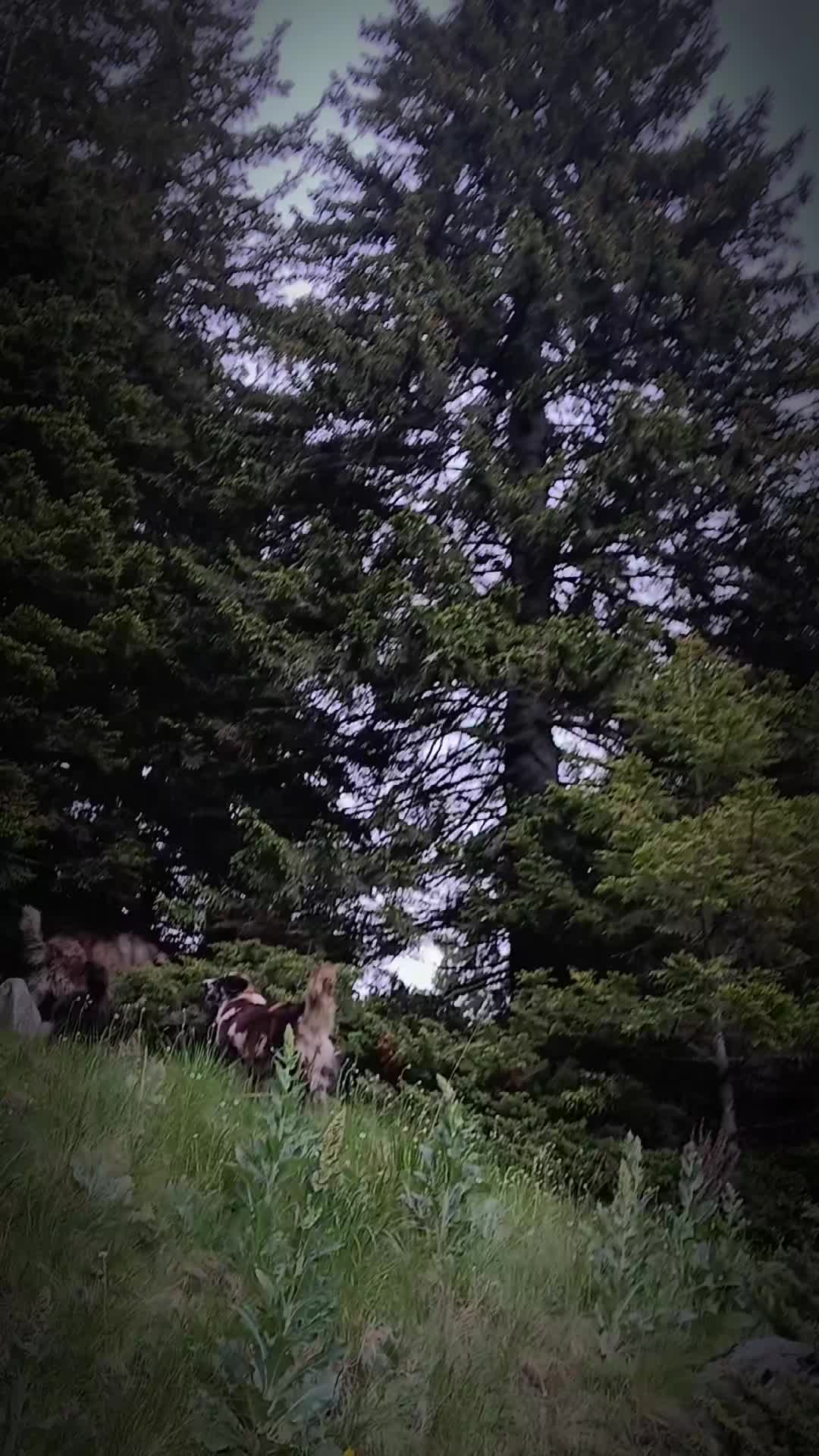 @Jidanu 🌲🐕🐑🌲❤️