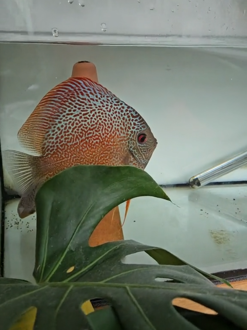 @Discus and Koi fish