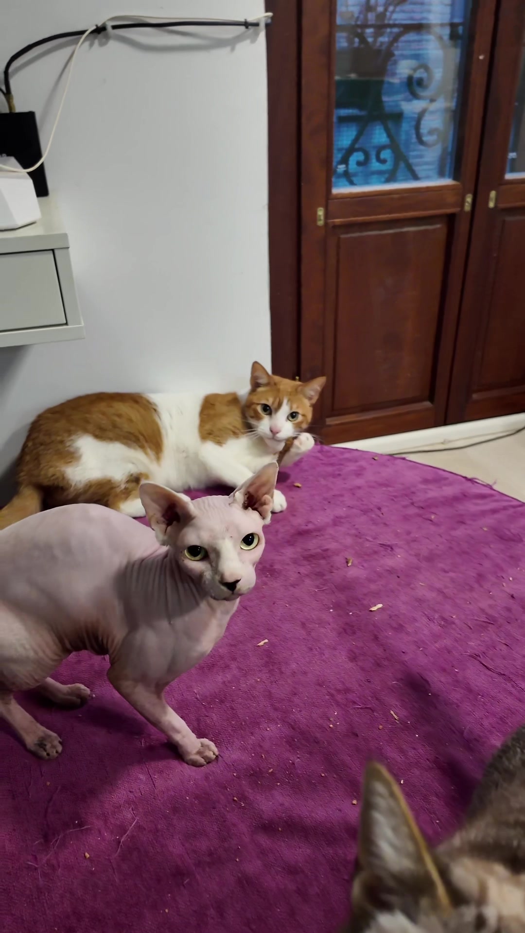 @Chile, Luna y Lorenzo