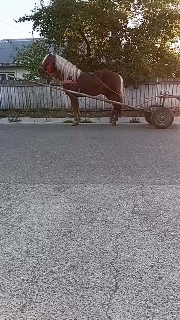 @regele nr 1