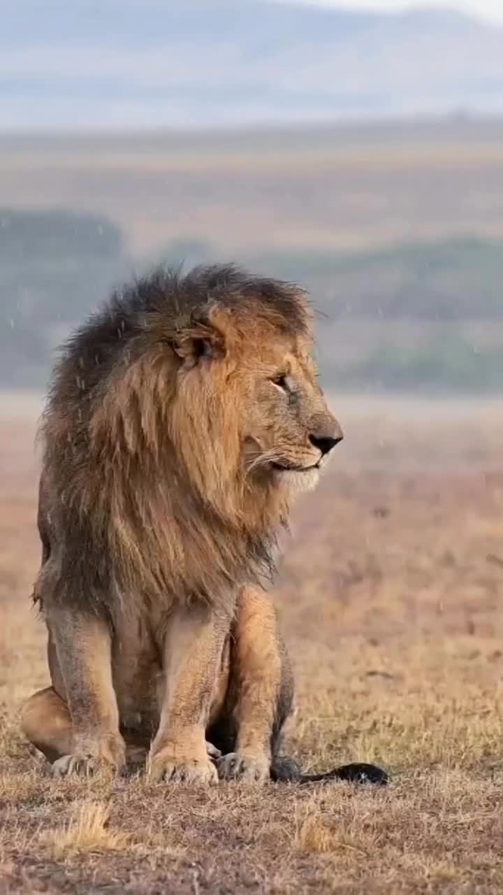@Guzzicar🦁