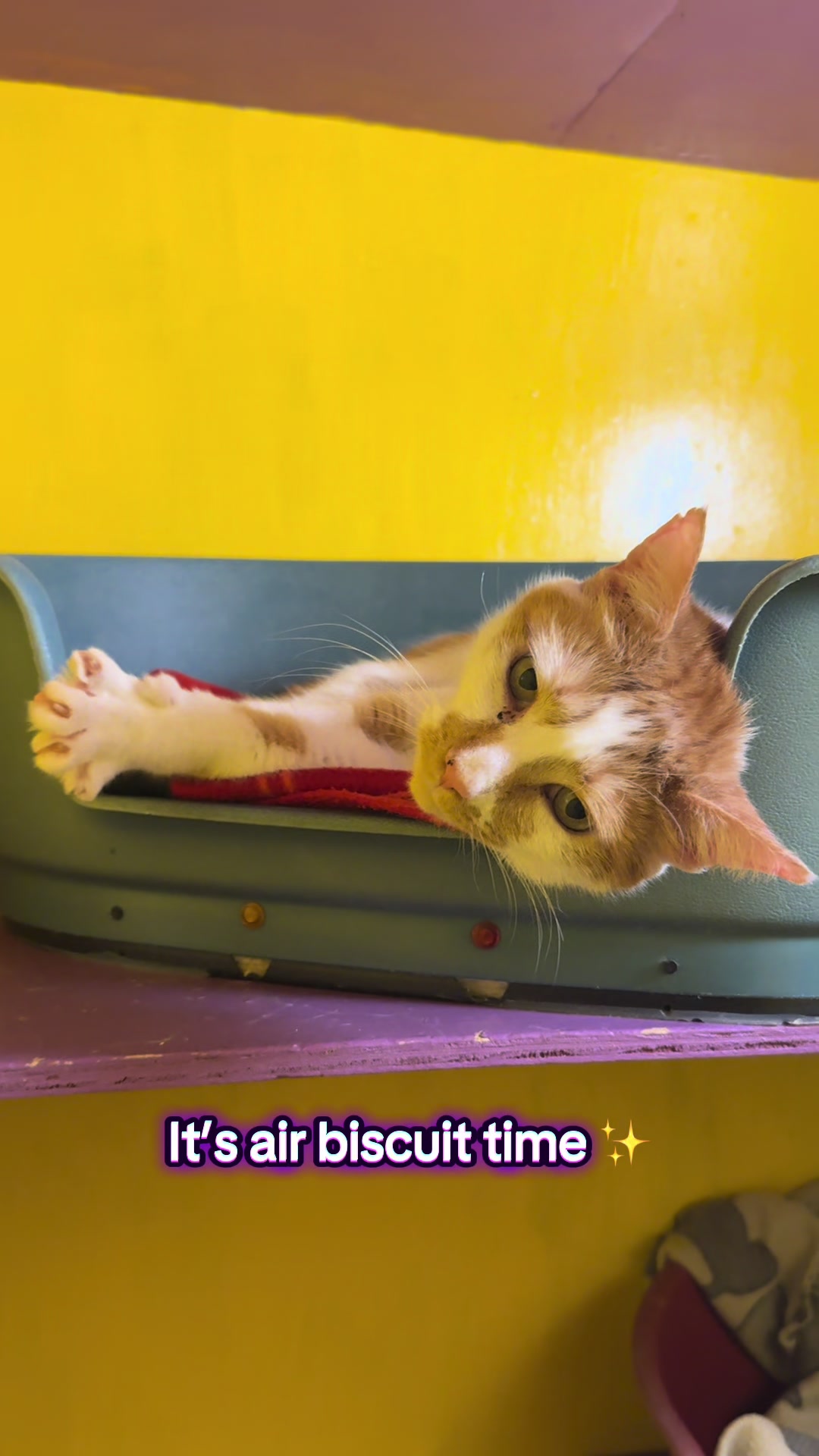 @swalecliffecattery