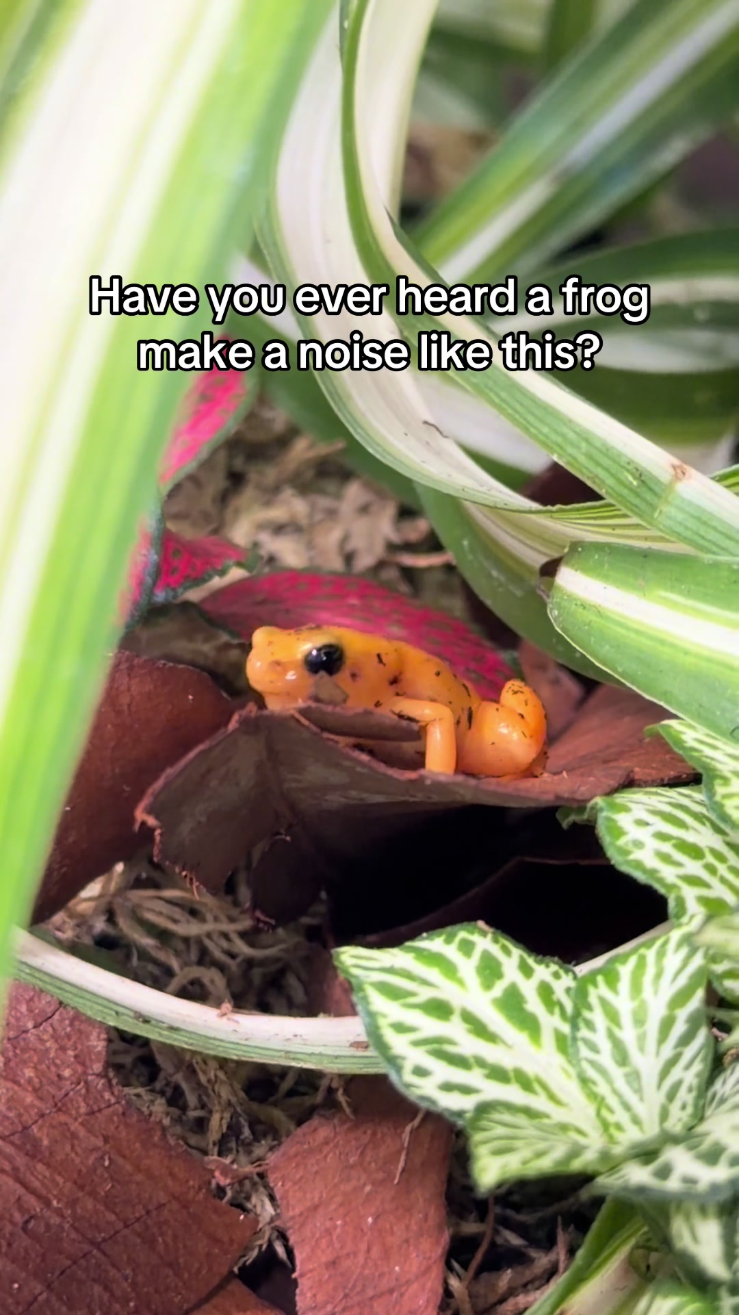 @Reptiles By Post