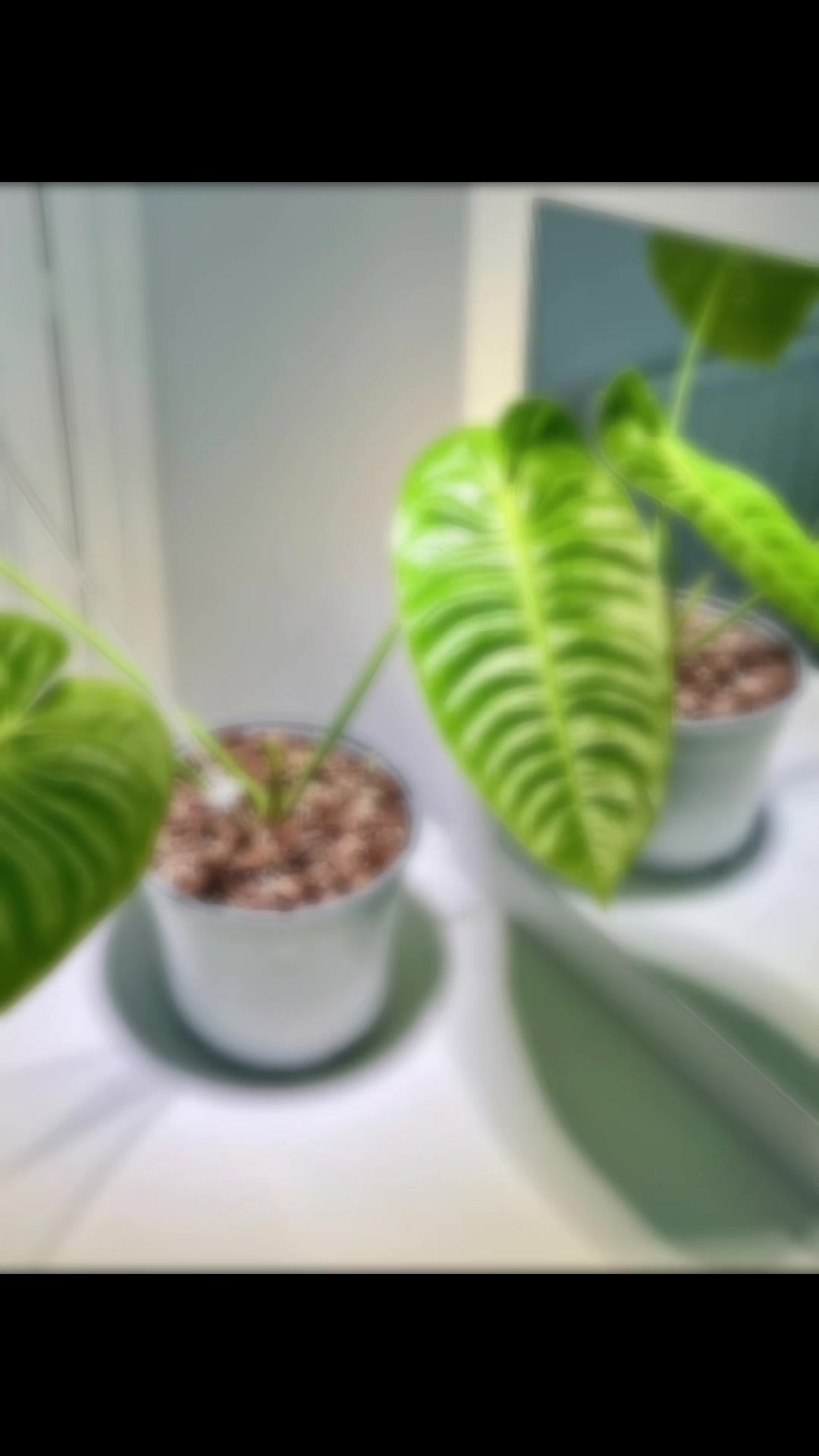 @About The Plant