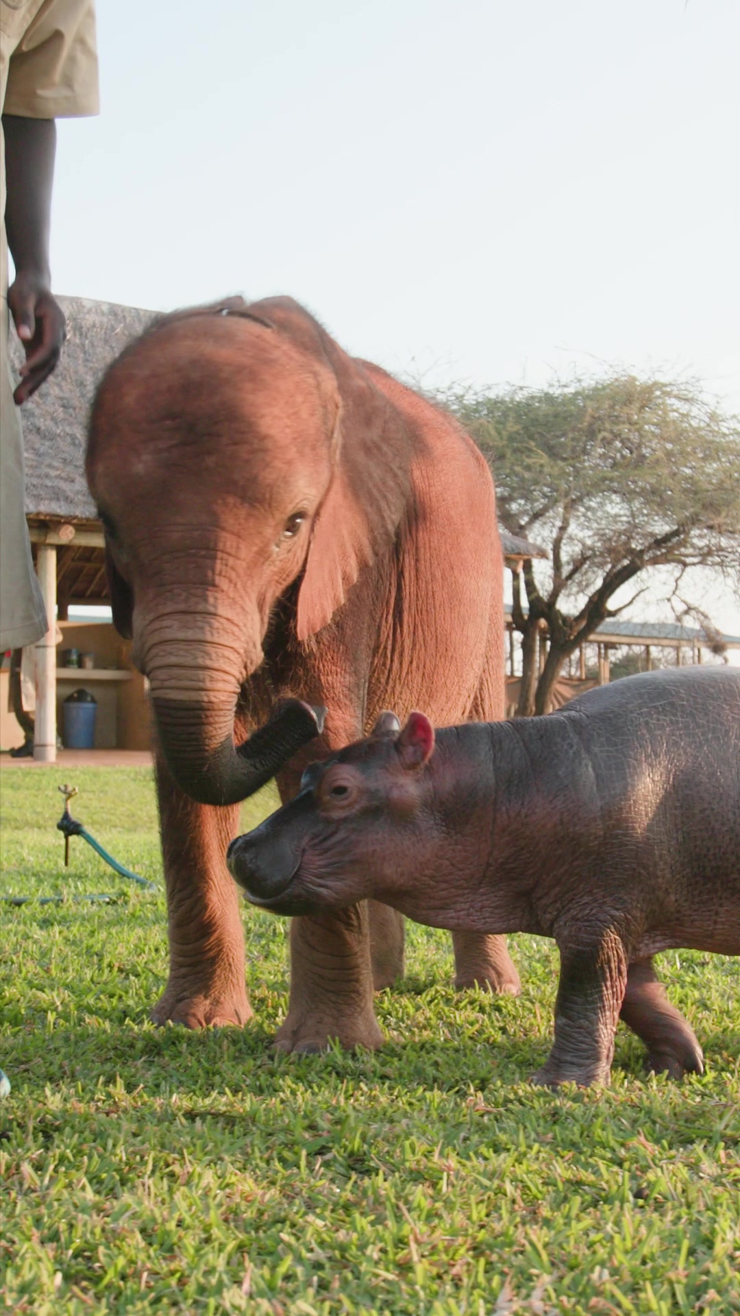 @SheldrickTrust