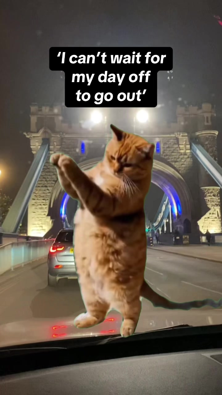 @Meow Town