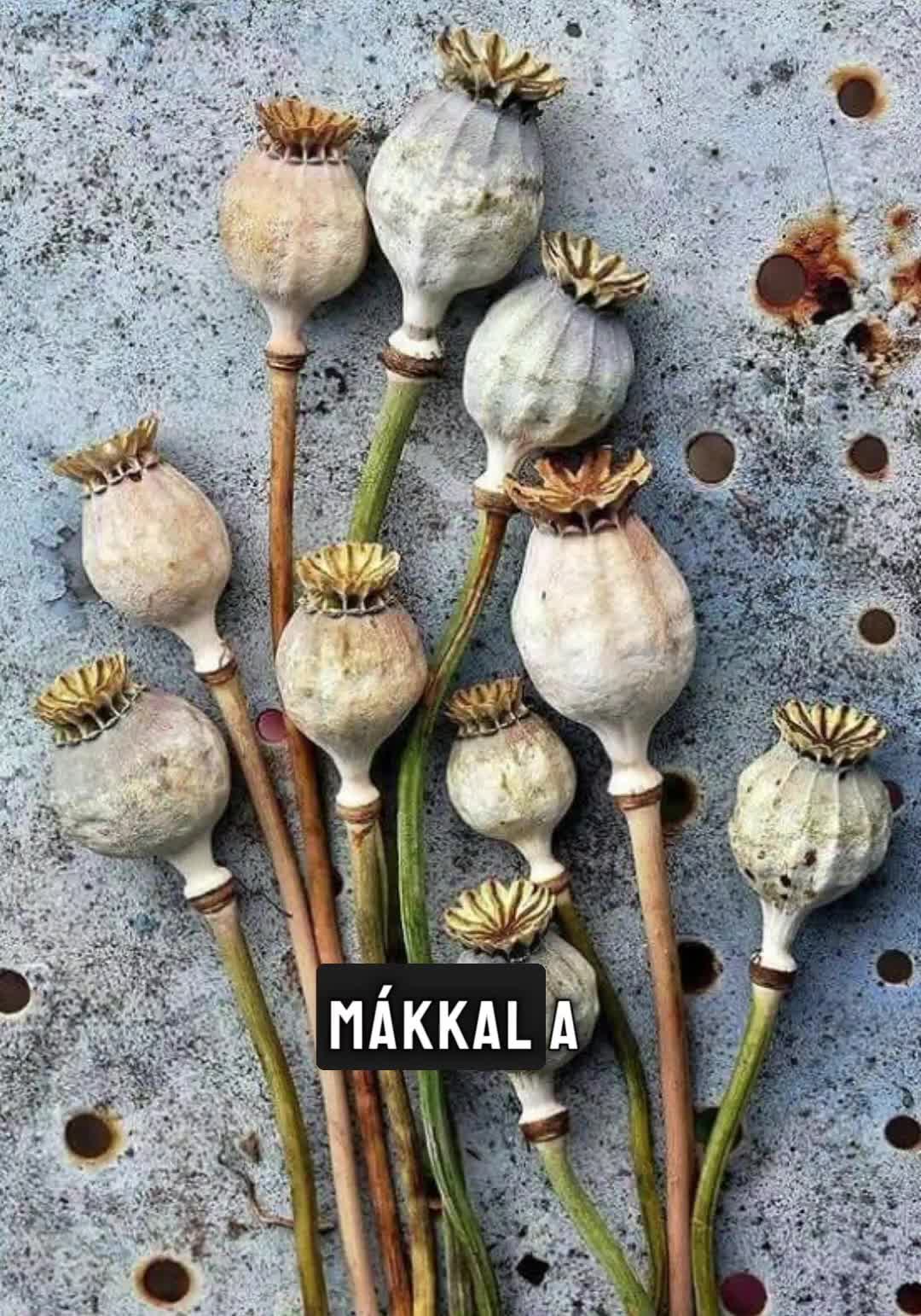 @🌒🔮D&ouml;d&ouml;llevir&aacute;g 🧙&zwj;♀️🌔