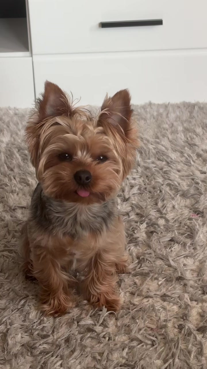 @Yoshi 🐾💙