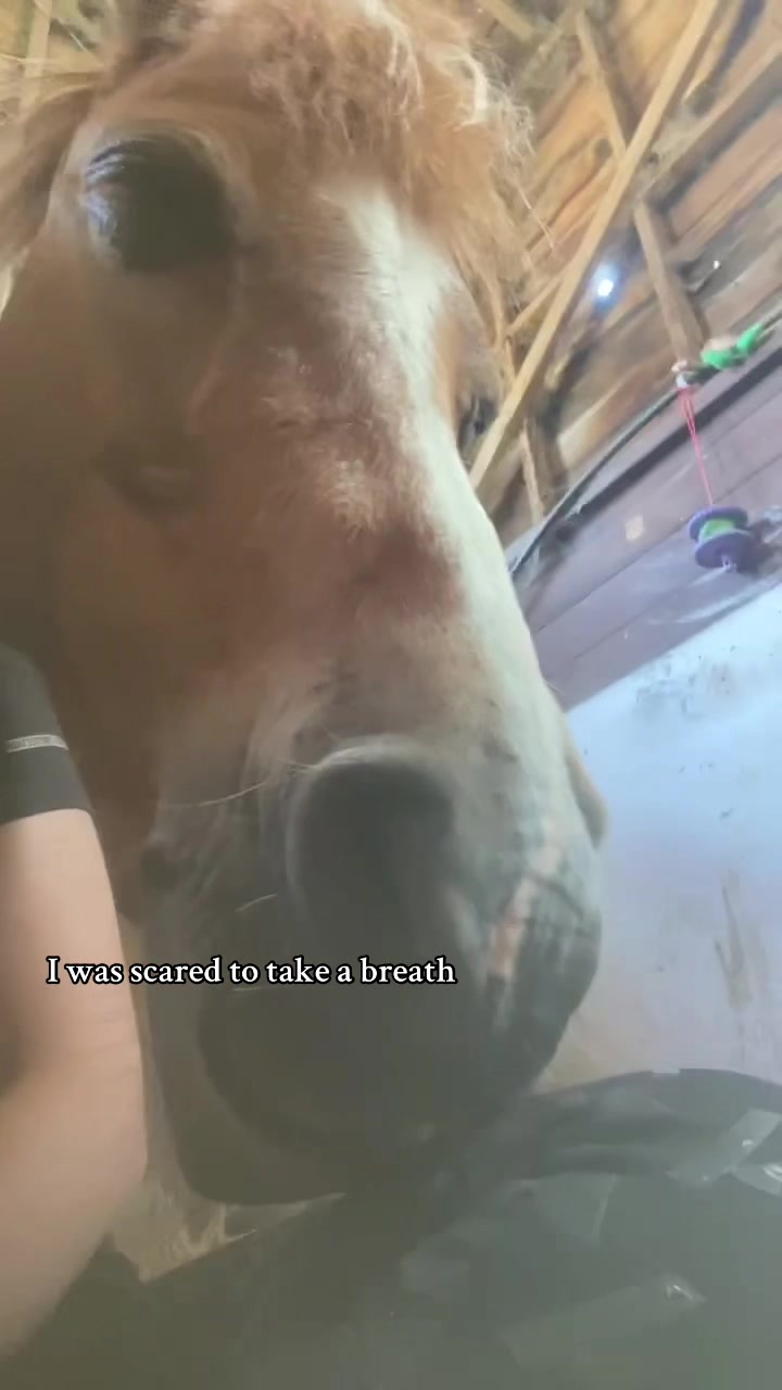 @My8hooves