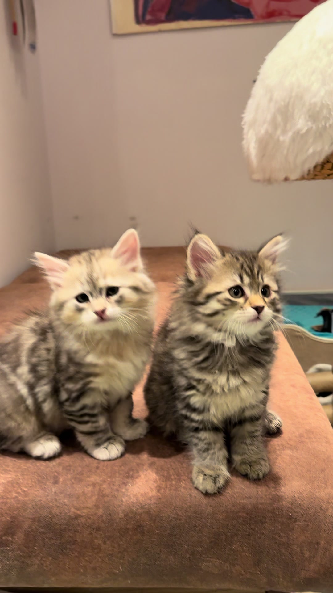 @SiberianRiver Cattery Uk