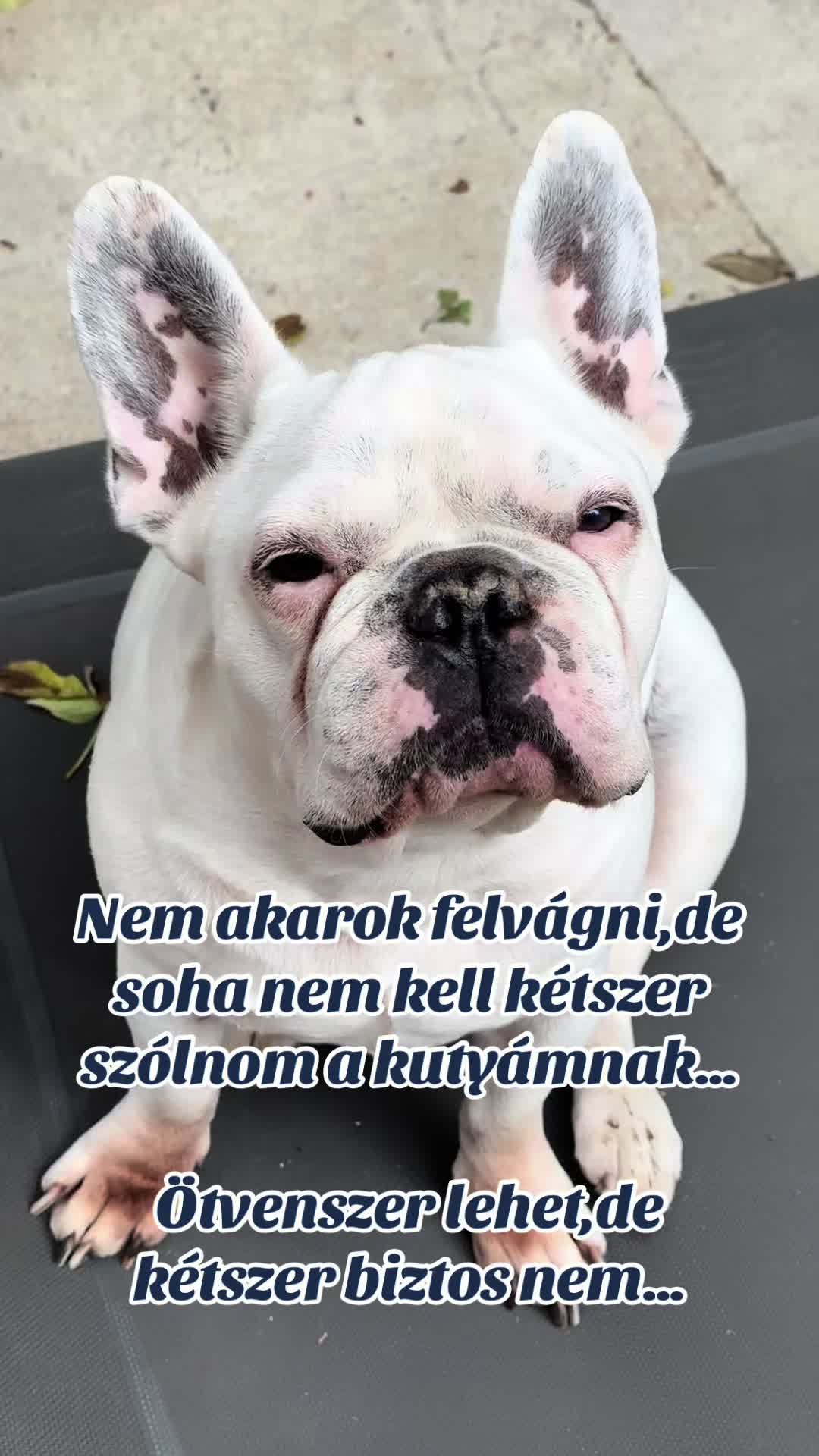 @#faszkivan