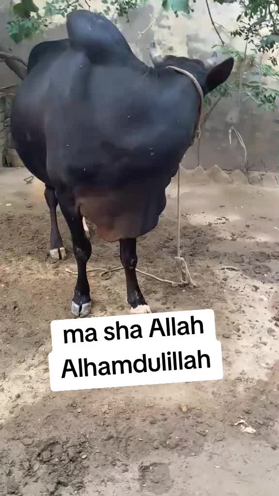 @hamzas_mama15