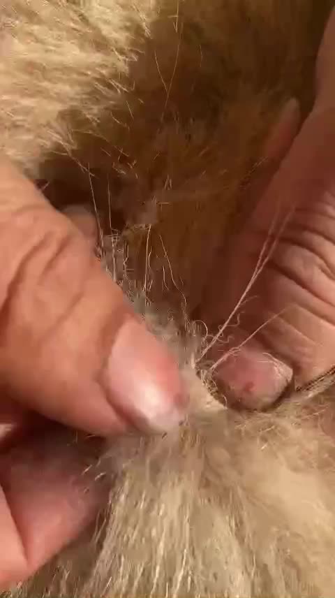 @LiceHack94