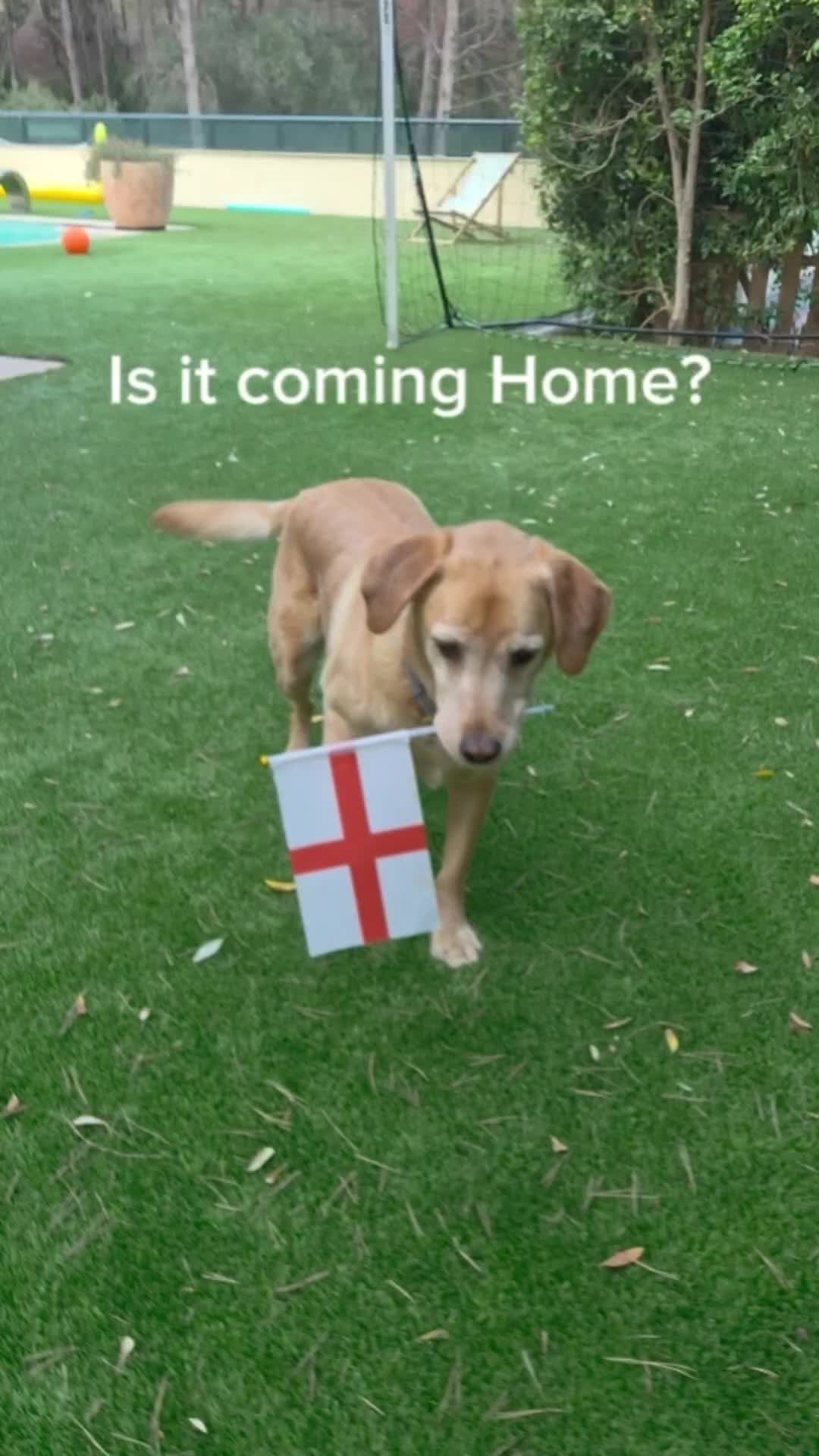 @MessiPaws