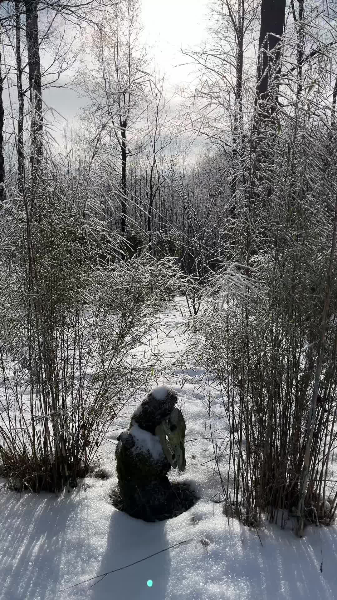 @From the woods